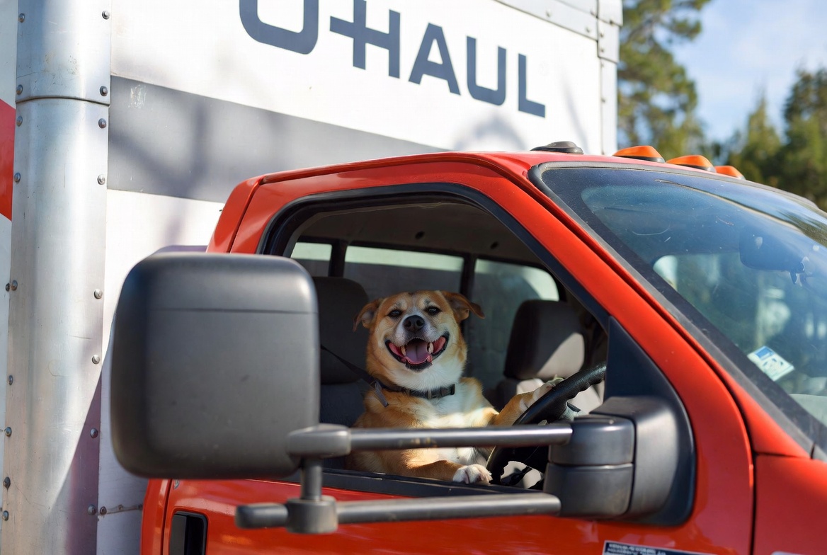 Happy dog in a car during a Florida move with palm trees visible outside the window